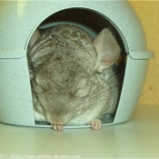 Photo de Chinchilla