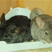 Photo de Chinchilla