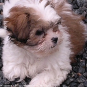 Photo de Shih tzu