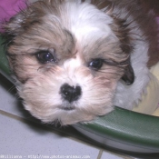 Photo de Shih tzu