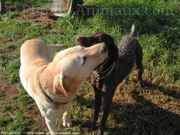 Photo de Labrador retriever