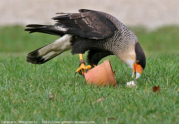 Photo de Caracara