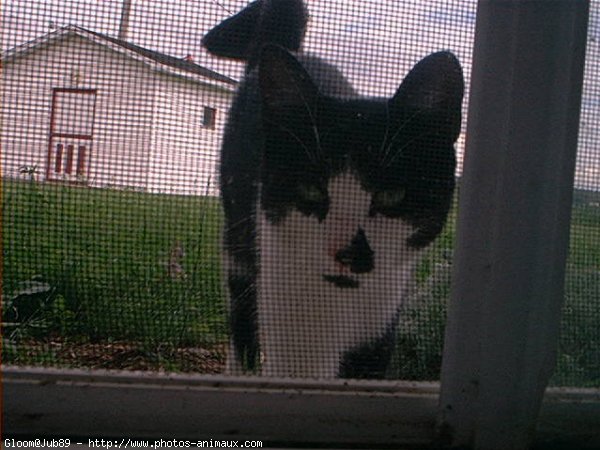 Photo de Chat domestique