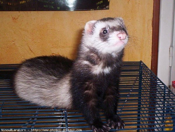 Photo de Furet