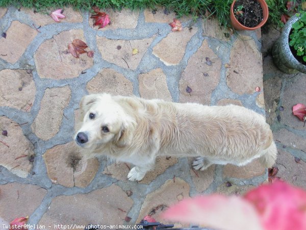 Photo de Golden retriever