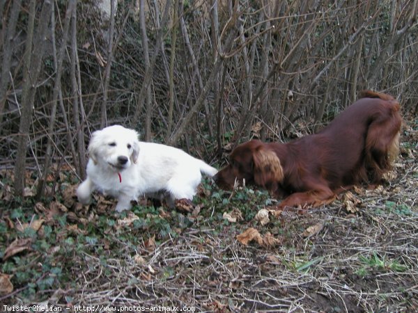 Photo de Golden retriever