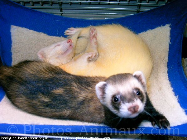 Photo de Furet