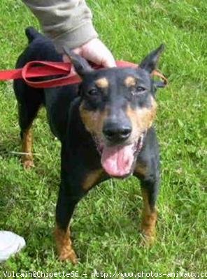 Photo de Pinscher nain