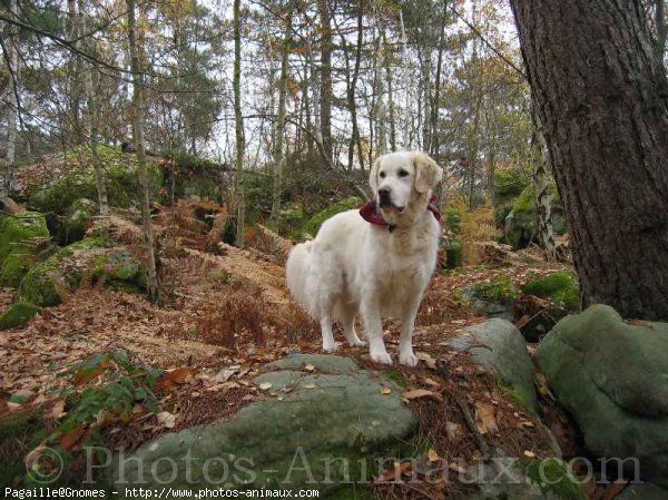 Photo de Golden retriever