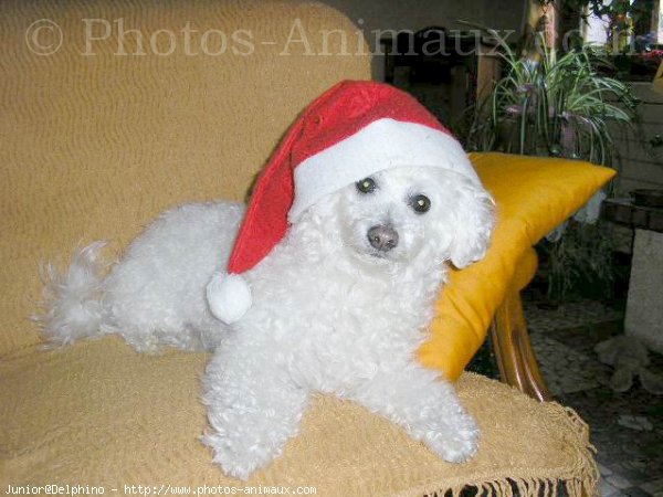 Photo de Bichon  poil fris