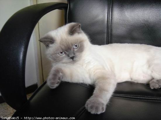 Photo de British shorthair