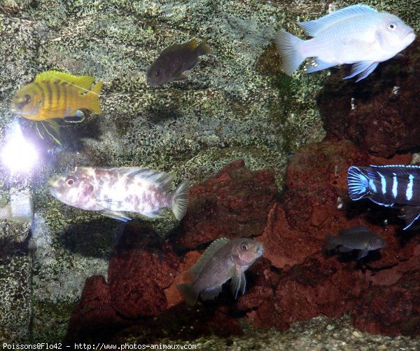 Photo de Poissons exotiques