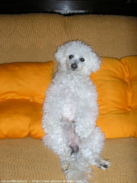 Photo de Bichon  poil fris