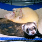 Photo de Furet