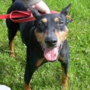 Photo de Pinscher nain