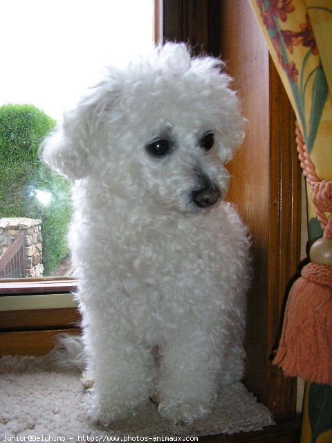 Photo de Bichon  poil fris