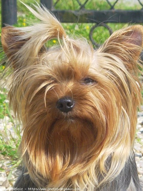 Photo de Yorkshire terrier