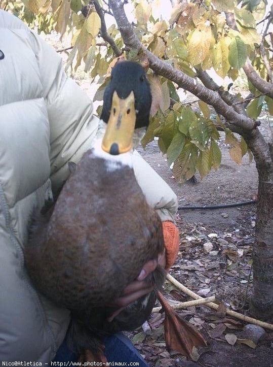 Photo de Canard colvert