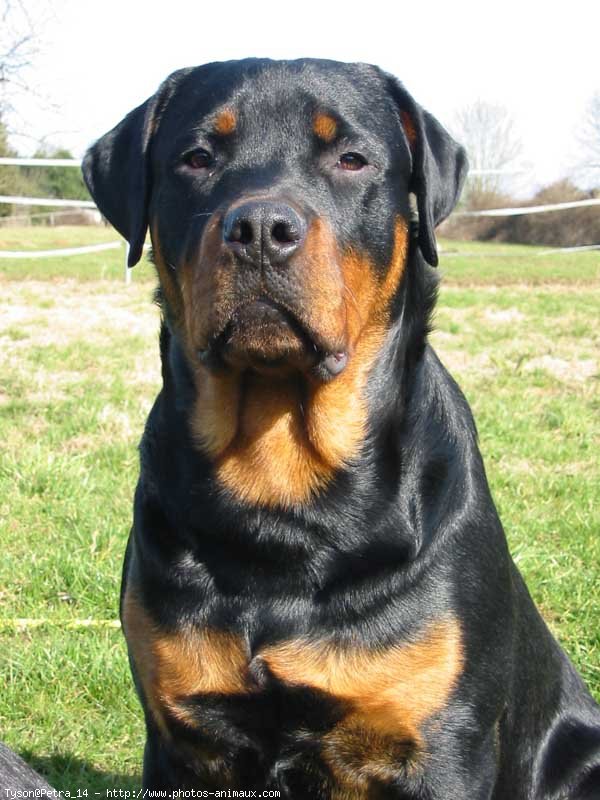 Photo de Rottweiler