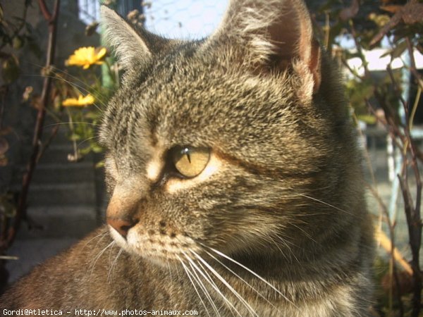 Photo de Chat domestique