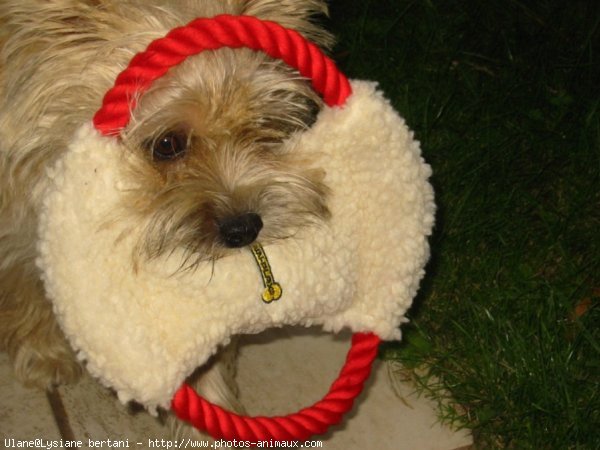 Photo de Cairn terrier