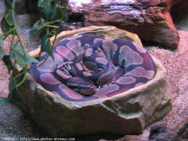 Photo de Serpent