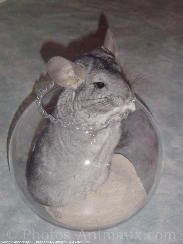 Photo de Chinchilla