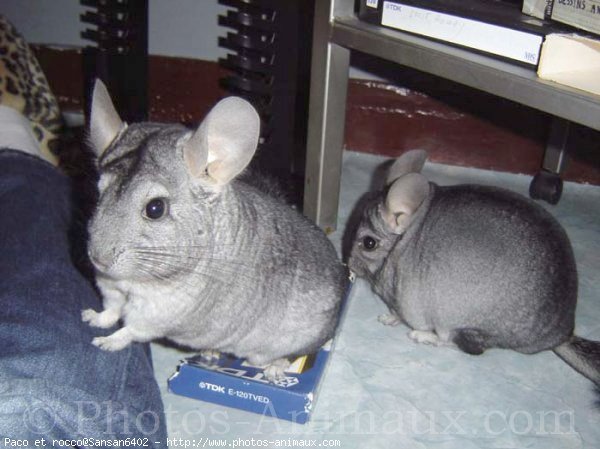 Photo de Chinchilla