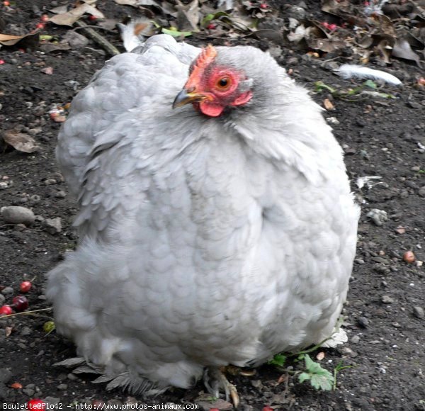 Photo de Poule