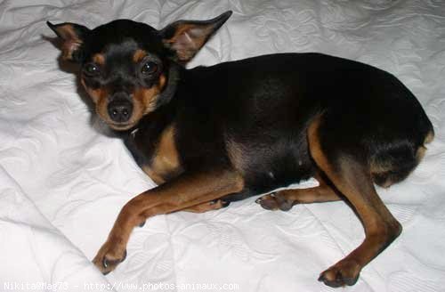 Photo de Pinscher nain