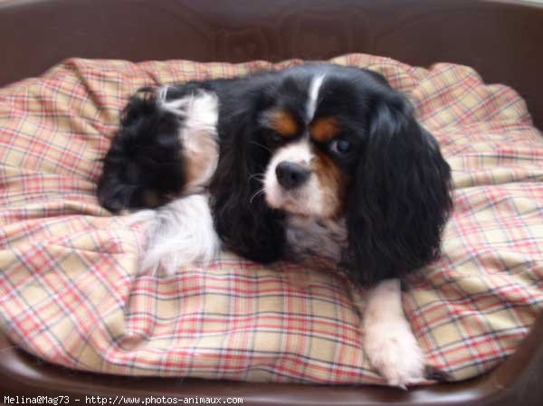 Photo de Cavalier king charles spaniel