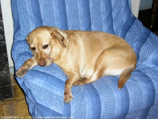 Photo de Labrador retriever