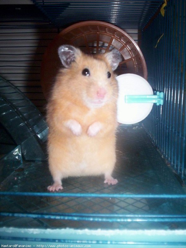 Photo de Hamster