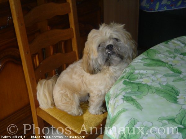 Photo de Lhassa apso