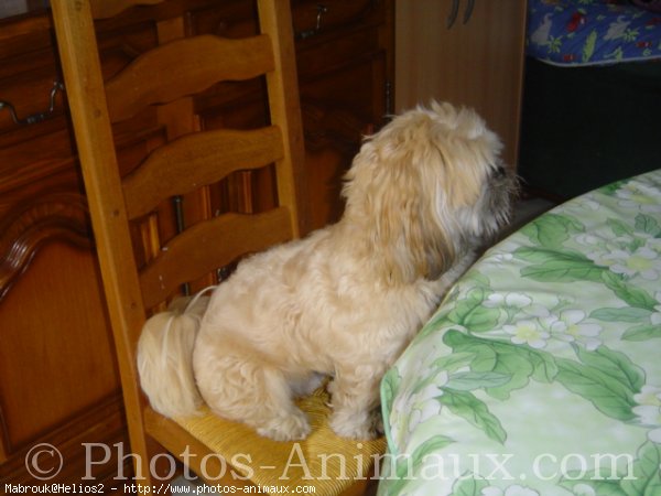 Photo de Lhassa apso