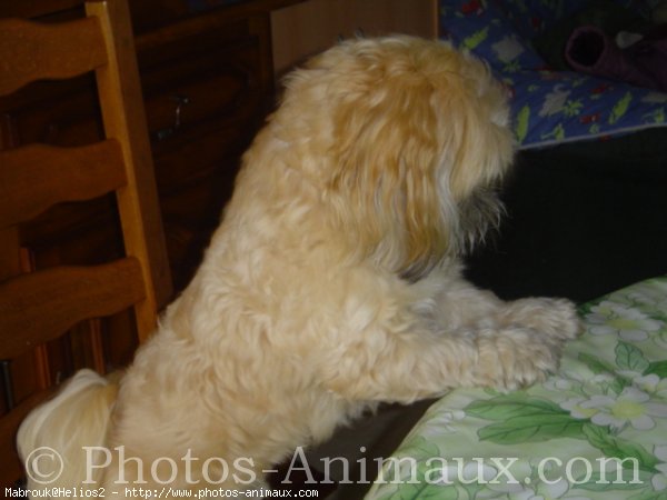 Photo de Lhassa apso