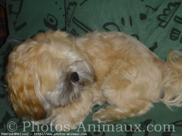 Photo de Lhassa apso