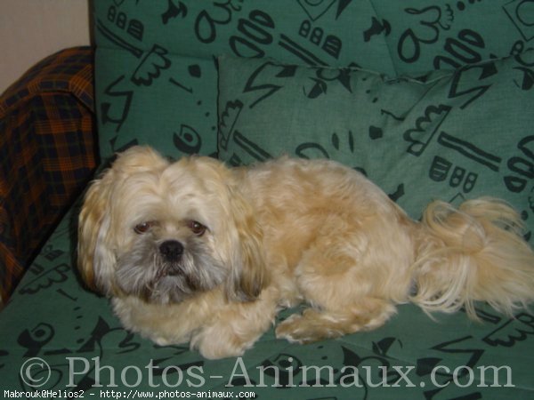 Photo de Lhassa apso