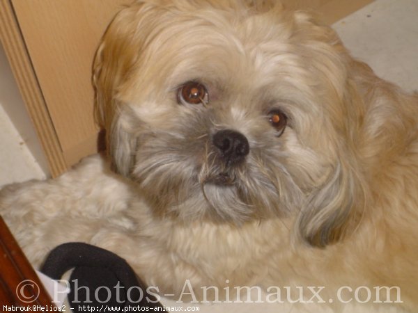 Photo de Lhassa apso