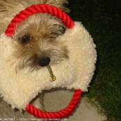 Photo de Cairn terrier