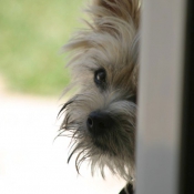 Photo de Cairn terrier