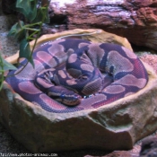 Photo de Serpent