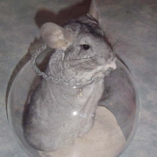 Photo de Chinchilla