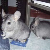 Photo de Chinchilla