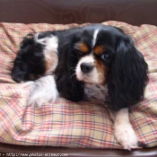 Photo de Cavalier king charles spaniel