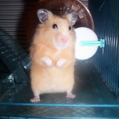 Photo de Hamster