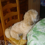 Photo de Lhassa apso