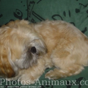 Photo de Lhassa apso