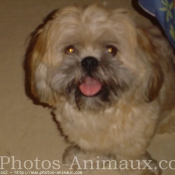 Photo de Lhassa apso