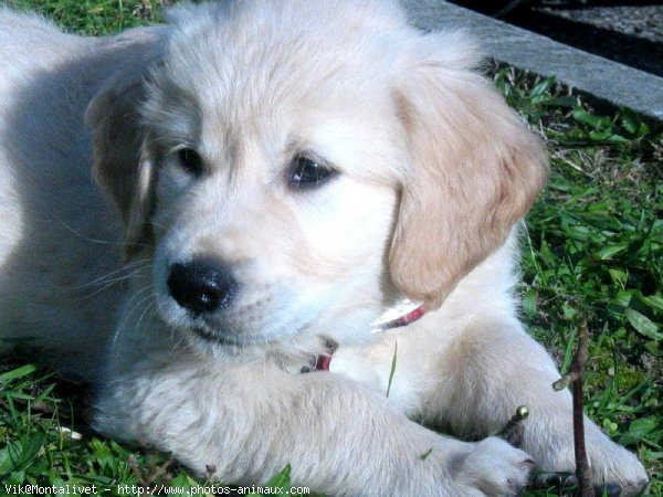 Photo de Golden retriever